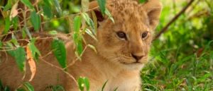 Read more about the article “Lion”: série documental da National Geographic acompanha a jornada de uma cria de leão até se tornar rei