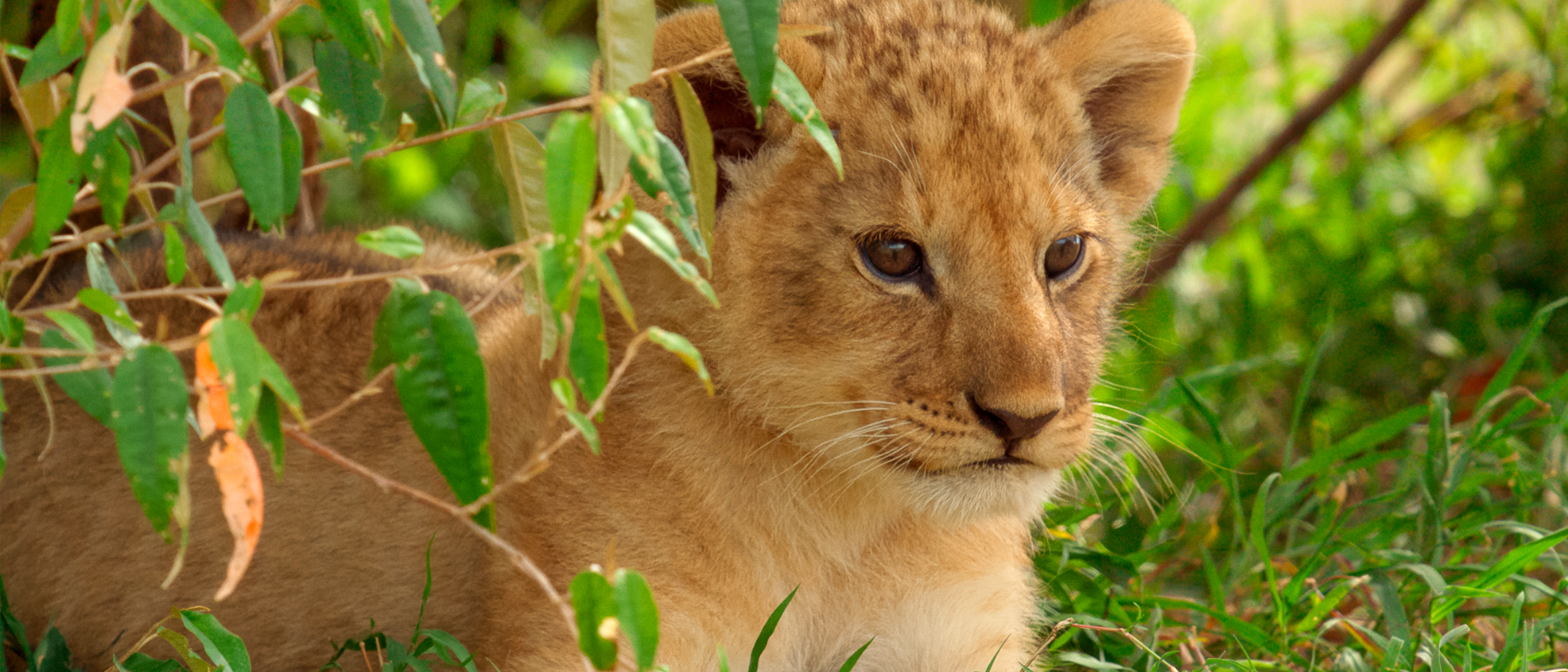 imagem promocional da série documental lion da national geographic e disney+